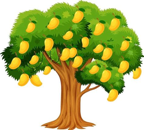 Download Yellow mango tree isolated on white background for free ...