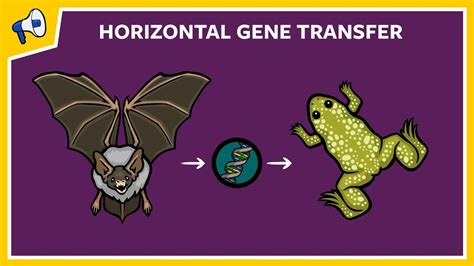 What is Horizontal Gene Transfer? - YouTube