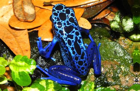 Poison Dart Frog - Description, Habitat, Image, Diet, and Interesting Facts