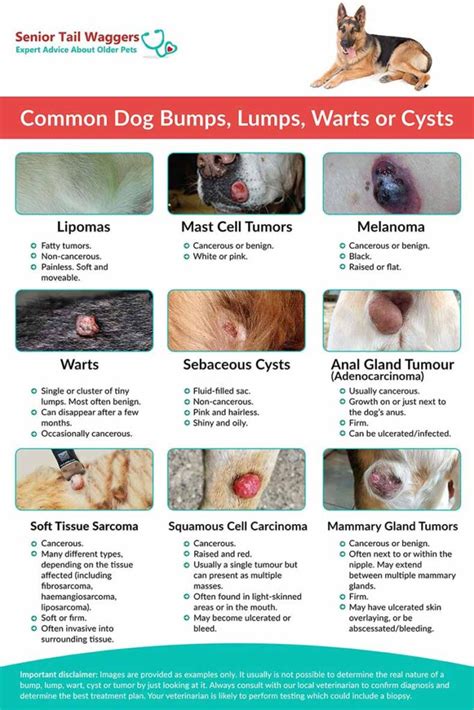 Cancer Vs Lipoma In Dogs | Sitelip.org