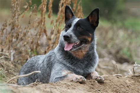 Pics Photos - Australian Cattle Dog Pictures Photos Images