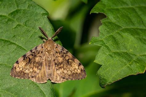 Spongy Moth Pictures - AZ Animals