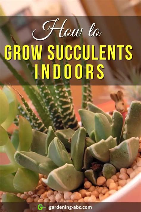 How To Grow Succulents Indoors: Everything You Need To Know In A Nutshell