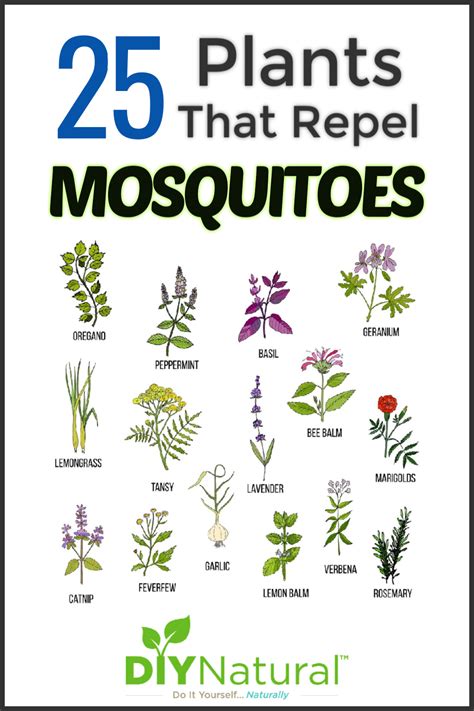 Mosquito Repellent Plants: 25 Plants That Repel Mosquitoes Naturally!