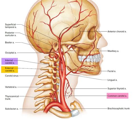 Carotid endarterectomy indications, risks, complications & recovery