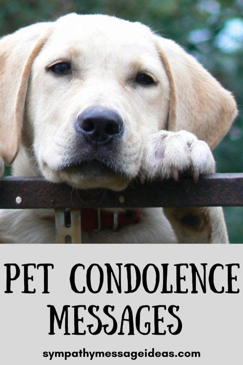 13 Pet Condolence Messages ideas in 2021 | pet condolences, condolence ...