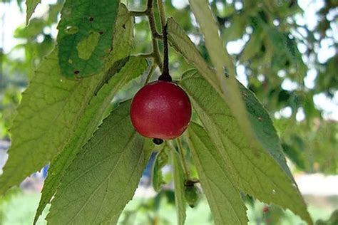 6 Manfaat Buah Kersen untuk Kesehatan, Salah Satunya Bisa Menurunkan ...