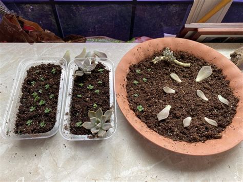 Leaf Cutting Propagation: Propagating Succulents in San Antonio