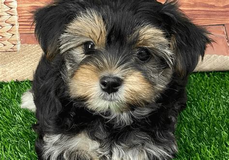 Morkie Puppies for Sale Near Me | Central Park Puppies