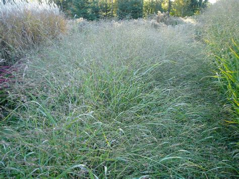 Lovegrass Farm: Panicum virgatum Ornamental Grass at Lovegrass Farm