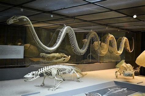 Titanoboa skeleton displayed en 2020 | Animaux préhistoriques ...