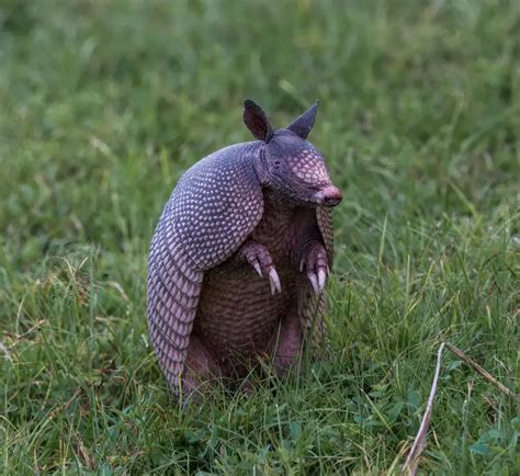 What Do Armadillo Eat? - On Demand Pest Control