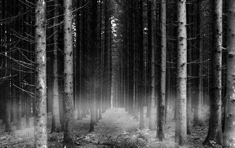 After Dark Photo: dark forest | Forest wallpaper, Dark forest, Dark ...