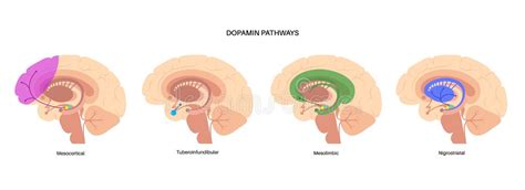 Ventral Striatum Stock Illustrations – 33 Ventral Striatum Stock ...