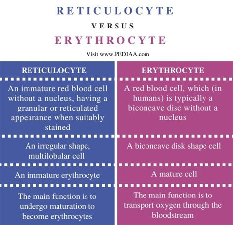 What is the Difference Between Reticulocyte and Erythrocyte - Pediaa.Com