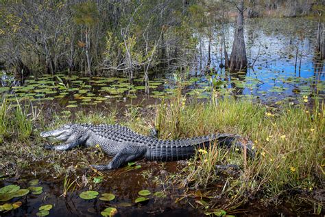 Okefenokee National Wildlife Refuge: A Visit to the Swamp