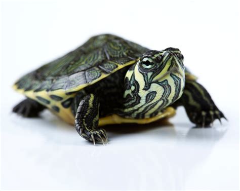 Baby Yellow Belly Slider Turtle for sale | Shop Here