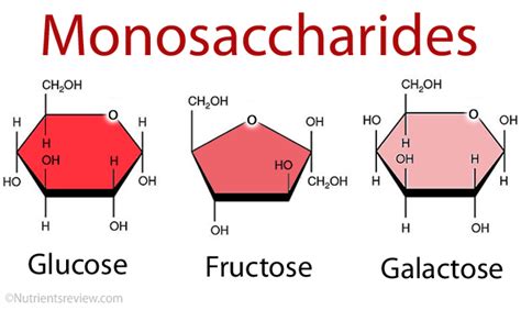 Structure Of Monosaccharides