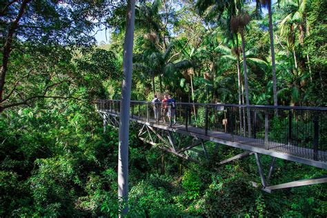 Tamborine Mountain Rainforest Skywalk - Explore SEQ