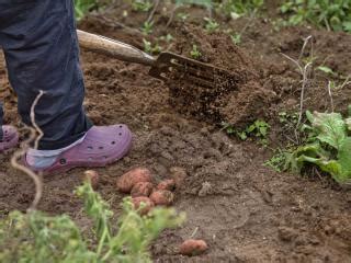 Spading fork, a sturdy tool for down-to-earth gardeners