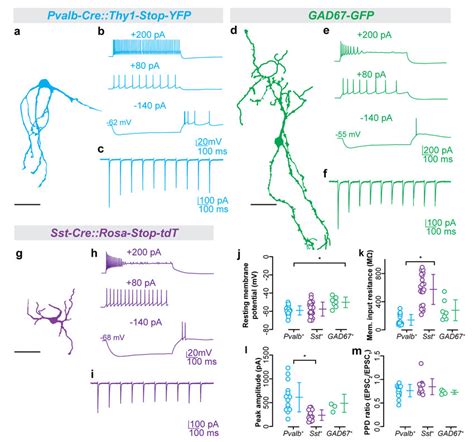 Morphology, synaptic responses, and membrane properties of GABAergic ...