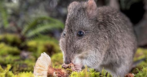 The Long-nosed Potoroo – A Vulnerable Native Species That’s Losing its ...