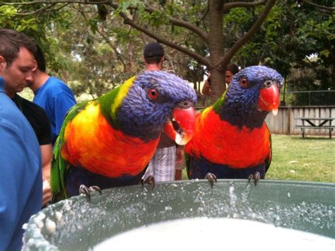 Lone Pine Koala Sanctuary | THE REVIEW for locals and tourists alike ...