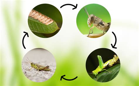 Grasshopper Life Cycle - With Facts & Pictures - Insectic