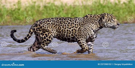 Jaguar Walks On Water. Side View. Panthera Onca. Natural Habitat ...