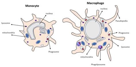 Macrophage Structure