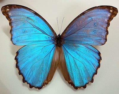 Blue Butterfly Facts, Types & Species | Study.com