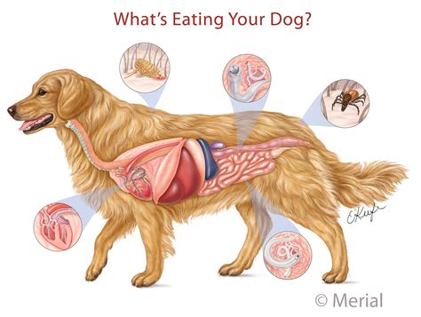 Diagram Of Dog Anatomy