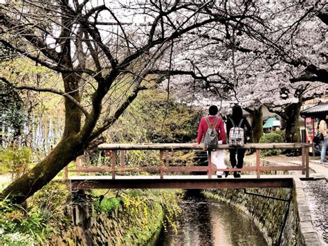 Our favourite Spring events in Kyoto – from the best Cherry Blossom ...