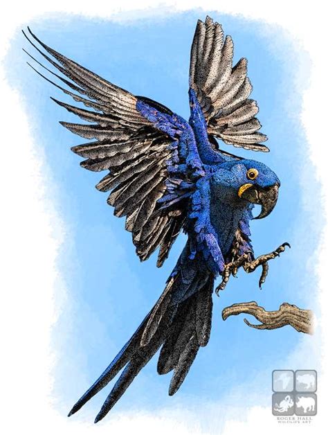 Hyacinth Macaw by rogerdhall on DeviantArt