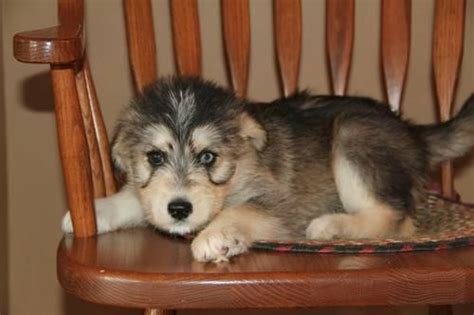 CKC Siberpoo Puppies (Autumn) for Sale in Gainesville, Kentucky ...