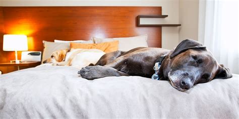 Dog-Friendly Hotels | Pet-Friendly Hotel Deals | Travelzoo