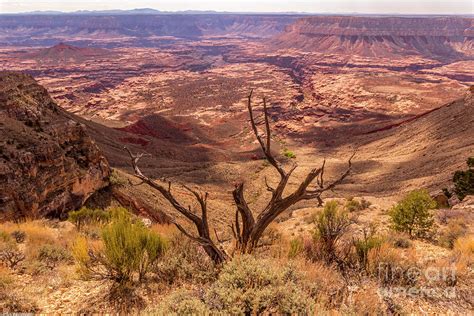 The Kaibab Plateau Photograph by Mitch Shindelbower