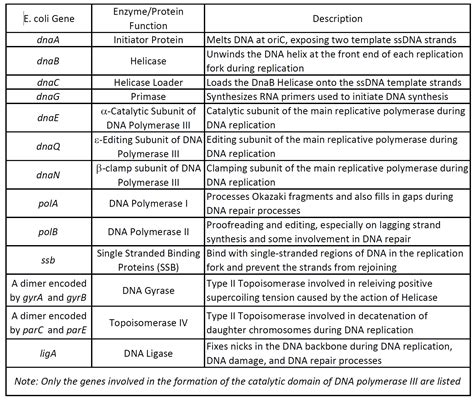 Rna Polymerase In Prokaryotes