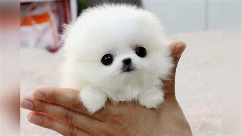 The SMALLEST DOG BREEDS in the World