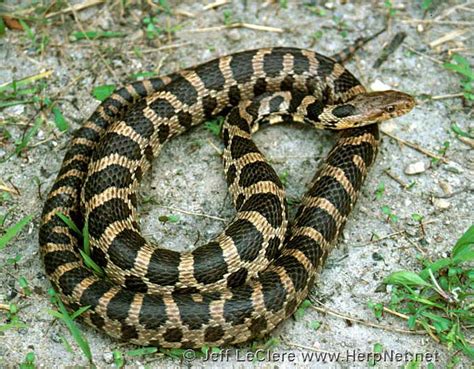 Western Foxsnake (Pantherophis ramspotti) – Amphibians and Reptiles of Iowa