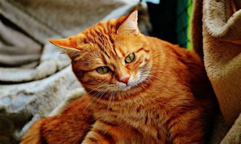 Facts About Ginger Cats - Foreblog