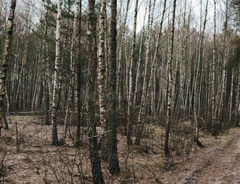 Birch tree forest stock photo. Image of woodland, sunlight - 149735146