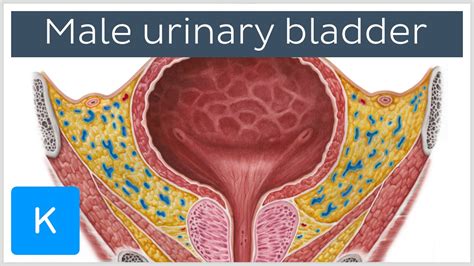 Video: Male urinary bladder | Kenhub