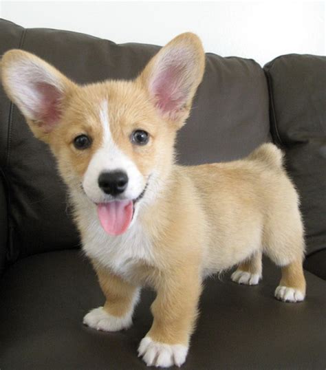 Cute Corgi Puppies Images & Pictures - Becuo