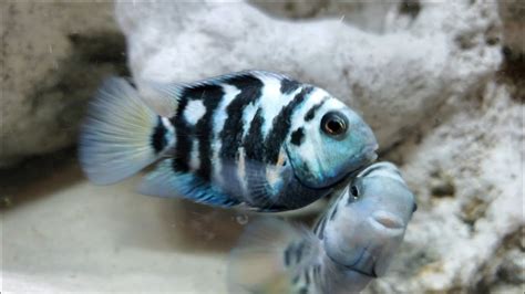 Showcasing The Polar Blue Parrot Cichlid (Amatitlania Nigrofasciata ...