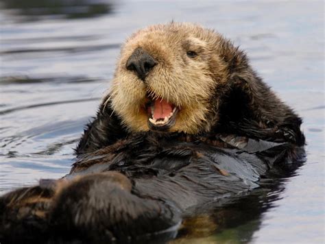 Cute sea otters win big in court: Good riddance to 'no-otter zone ...