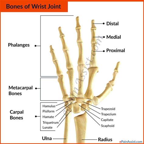 Anatomy Of The Thumb Ligaments | MedicineBTG.com