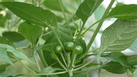 Chiltepin Pepper [Video] | Stuffed peppers, Capsicum annuum, Scoville units