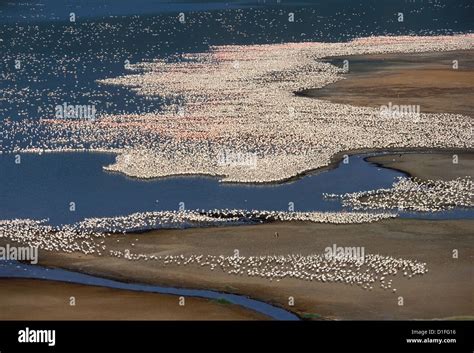 Flamingos, Lake Bogoria, Kenya Stock Photo - Alamy