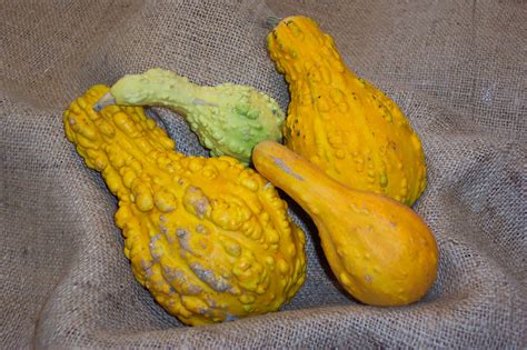 Yellow Gourds Squash Free Stock Photo - Public Domain Pictures